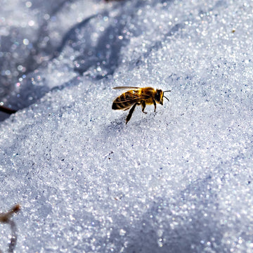 Winter Bees: The Unsung Heroes of the Hive