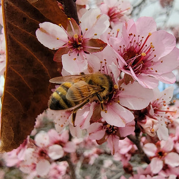 Plant Life and Bees: The Mastery Behind Superior Honey Quality