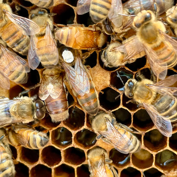 The Majesty of the Queen Bee: An Insight into Her Role in the Hive